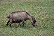 grasende Ziege