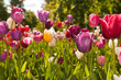 tulips field