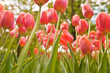 tulips field