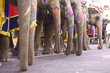 group of colorful elephants,Jaipur Rajasthan, India