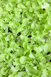 plants salade verte