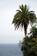 palm over the blue sea