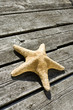 Starfish, on decorative wood