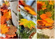 Herbstlaub