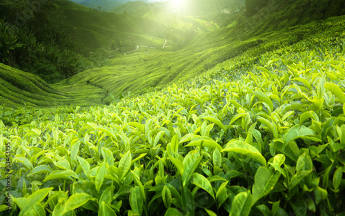 Photo: Tea plantation Cameron highlands, Malaysia Tea plantation Cameron highlands, Malaysia