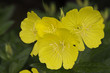 evening primrose