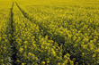����: Yellow rape field � bixusas #33463737