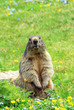 Marmotta