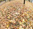 Autumn park