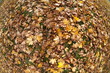 Autumn park