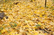 Autumn park