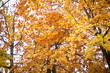 Autumn park