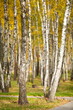 Autumn park