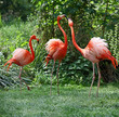 flamands roses