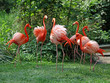 Photo en ligne au meilleur prix les flamands roses