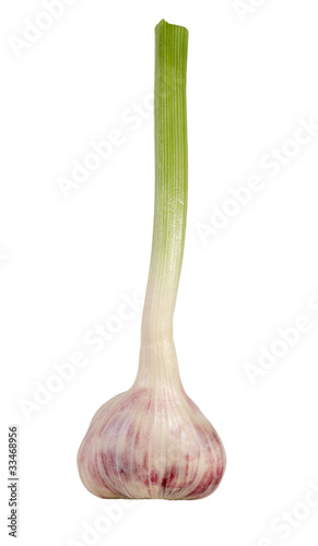 Photo: garlic garlic