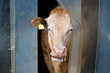 cow checks weather outside