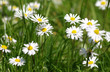 Photo: Blumenwiese Blumenwiese