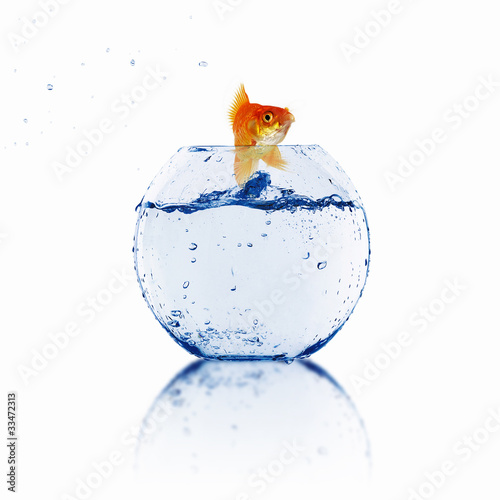 Illustration: gold fish in a fishbowl gold fish in a fishbowl