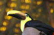 Chestnut-mandibled Toucan