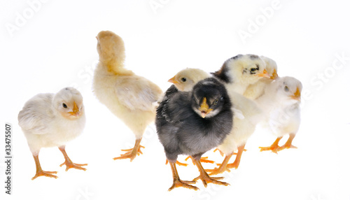 Pollito blanco aficionado libre Pollito blanco aficionado libre