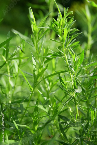 Photo: Estragon1 Estragon1