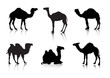 From a series Silhouettes. Animals. A camel