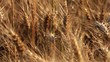 Dettaglio spighe di grano gialle Dettaglio spighe di grano gialle