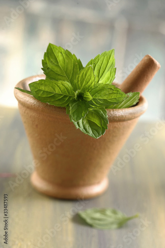 Photo: Menthe plante médicinale Menthe plante médicinale