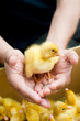 Man holding cute duckling in hands