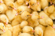 Group of small cute ducklings inside box