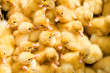 Group of small cute ducklings inside box