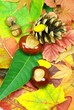 Laubwald im Herbst