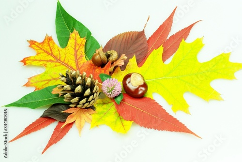 Foto: Farben des Waldes im Herbst Farben des Waldes im Herbst