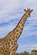 giraffa 01