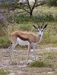 springbok