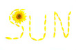 Sonnenblume