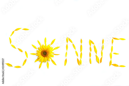 Foto: sunflower sunflower