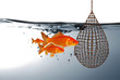 Fische vor dem Netz