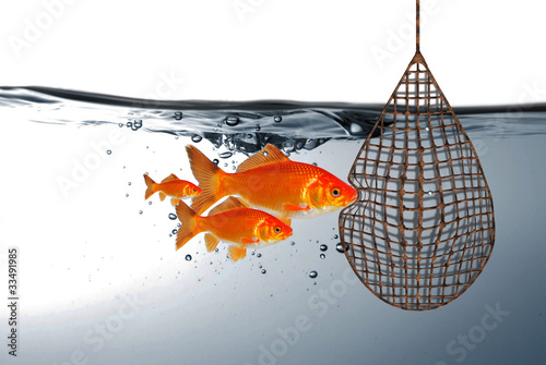 Foto: Fische vor dem Netz Fische vor dem Netz