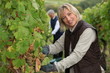 wife and husband working in their vineyard