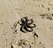 Stranded Star Fish