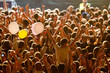 yellow lighted arded crowd