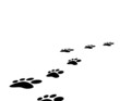 footprints animal