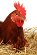 Hen on nest