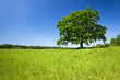 The green tree growing in the field