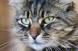 Chat en gros plan