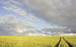 ����: crop field in summer evening � Alis Photo #33503595