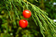 cherries composition