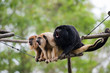 howler monkeys